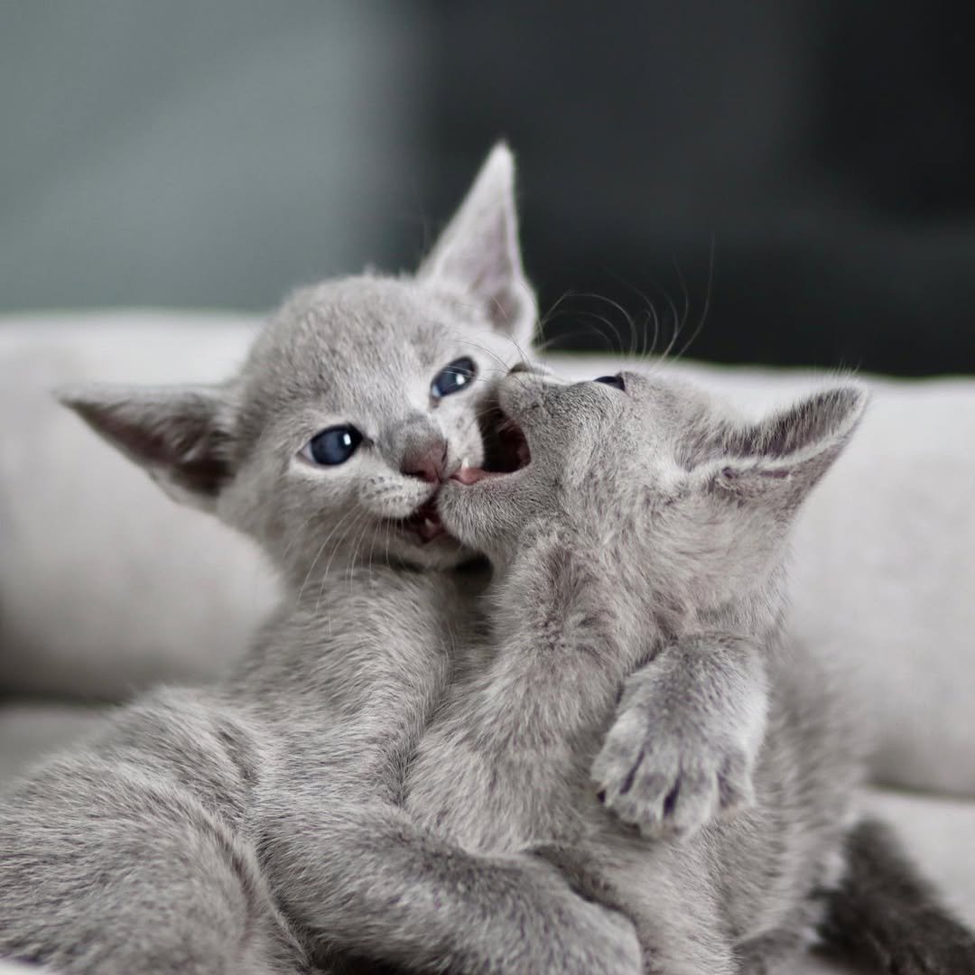 Russian Blue Kittens Playing California - Socialized Kittens - Affectionate Russian Blue - Family Friendly Cats
